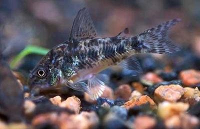 水族箱清潔使者 探索清道夫魚的生長奧秘